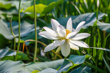 蓮の花　初夏イメージ