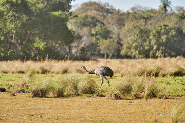 Obraz na płótnie Canvas Nandu, Greater Rhea female running through the landscape of the wetlands in Pantanal swamp in Brazil. Rhea americana is flight less bird of South America