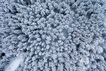 Aerial view, with snow-covered conifers, firs and spruces, in the Taunus, Oberreifenberg, Taunus, Schmitten, Hesse, Germany