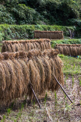 稲藁　農業のイメージ