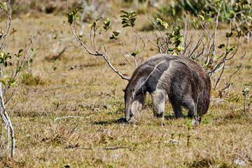 giant anteater walking over a meadow of a farm in the southern Pantanal. Myrmecophaga tridactyla,...