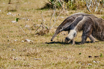 giant anteater walking over a meadow of a farm in the southern Pantanal. Myrmecophaga tridactyla, also ant bear, is an insectivorous mammal native to Central and South America.