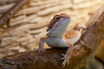 Exotic domestic animal, pet. The content of the lizard at home. Cute baby of bearded agama dragon is sitting on log in his terrarium, closeup.