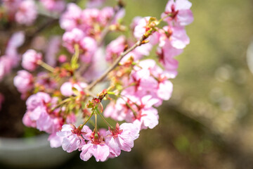 桜の花　春のイメージ