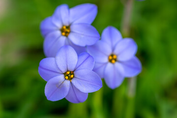 Fototapeta premium ハナニラの花 春のイメージ