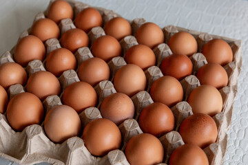 Cell of brown chicken eggs