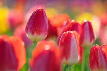 チューリップの花　春のイメージ
