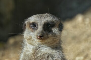 Fototapeta premium Säugetiere - Erdmännchen (Suricata suricatta)