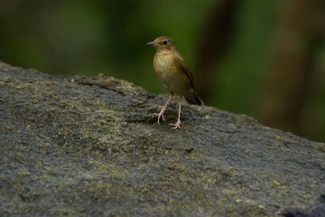 Females or birds that are not yet adults are brown mole. With faint scales on the neck and chest The male is not yet an adult male and the female has a blue tail.
