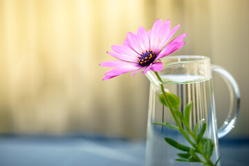 デイジーの花　春のイメージ