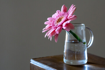 ガーベラの花と水滴