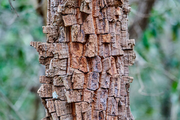 Details of the fire resistant bark of an exotic topical tree at the buraco das aras, Brazil, with a...
