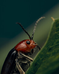Red and black mburucuya insect on green leaves