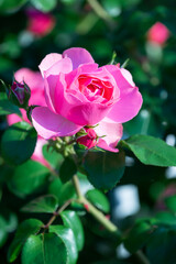 バラの花　屋外撮影