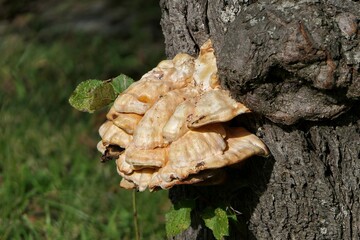 Seitliche Aufnahme von Trameten-Pilzen an einem Baumstamm im direkten Sonnenlicht