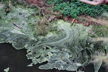 Little hidden pond with green water and vegetation on its swampy surface at the bottom of the Buraco das Aras gorge, Brazil, South America
