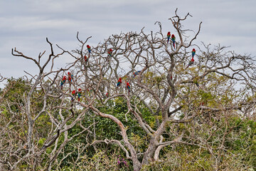 Beautiful scarlet macaw, Ara macao, a large red, yellow, and blue parrot in Central and South American, at Buraco das Aras in Brazil, South America