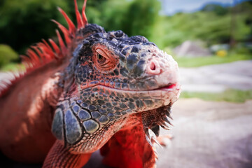 close up of a iguana