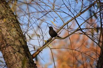 Amsel
