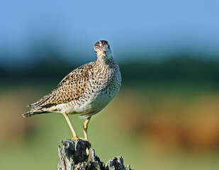 Upland Sandpiper on a fence post