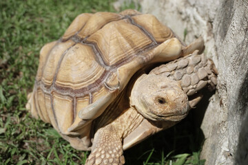 turtle on the grass
