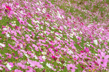 コスモスの花　秋のイメージ
