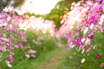 コスモスの花　秋のイメージ