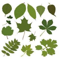 Leaves of various trees, grass leaves, foliage of natural branches, green leaves, herbs, fresh beauty rustic eco-friendly background on white background