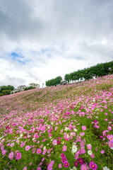 コスモスの花　秋のイメージ