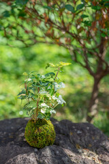 苔盆栽　和風イメージ