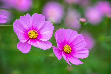 Fototapeta premium コスモスの花 秋のイメージ