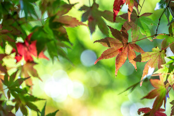 紅葉　秋のイメージ
