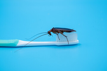 Cockroach on toothbrush isolated on blue background.