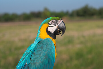 Beautiful bird  Closeup, Blue and gold macaw