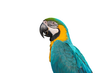 Bird ,Blue and gold macaw isolated on white backgrond
