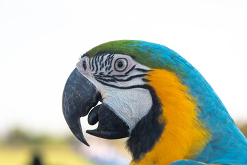 Fototapeta premium Bird ,Closeup Blue and gold macaw
