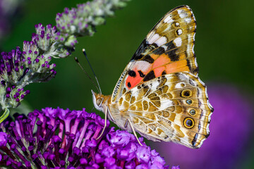 Distelfalter (Vanessa cardui)