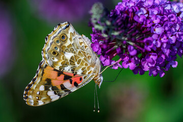 Distelfalter (Vanessa cardui)
