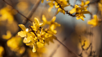 Spring flowering trees, yellow flowers, shallow depth of field, close-up