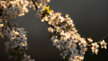 Spring cherry blossom, white flowers, shallow depth of field, close-up, evening light