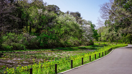 Fototapeta na wymiar 春の公園　谷戸カキツバタ園の菜の花（里山ガーデン）