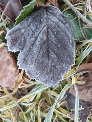 Winter leafs - obrazy, fototapety, plakaty