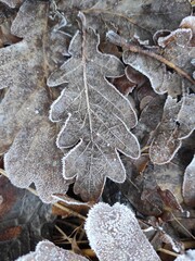 Winter leafs