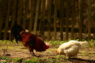 rooster and hen