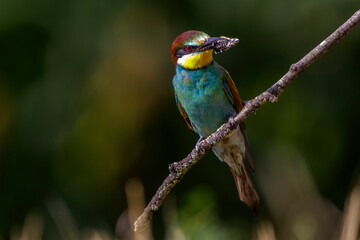 Bienenfresser (Merops apiaster)