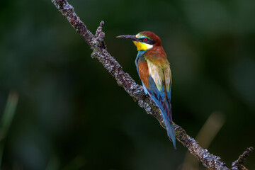 Bienenfresser (Merops apiaster)