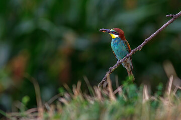 Bienenfresser (Merops apiaster)