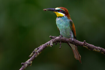 Bienenfresser (Merops apiaster)
