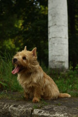 Norwich Terrier. Dog in the park