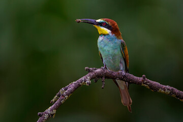 Bienenfresser (Merops apiaster)